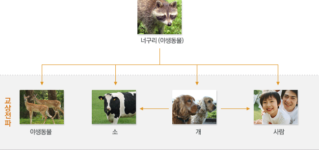 국내 광견병(공수병) 전파경로